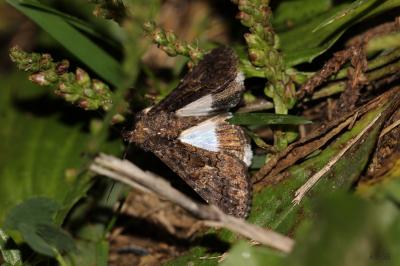 Clair-obscur (Le) Aedia leucomelas (Linnaeus, 1758)