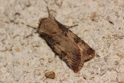 Noctuelle des Renouées (La) Agrotis puta (Hübner, 1803)