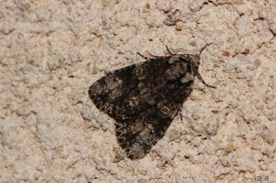 Troënière (La) Craniophora ligustri (Denis & Schiffermüller, 1775)