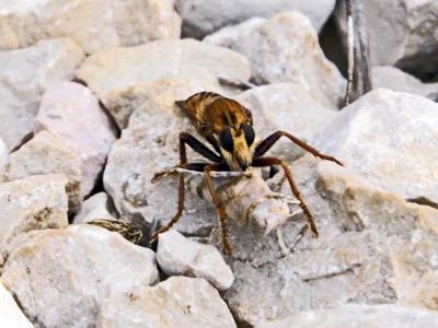 Asile frelon, Asilide frelon Asilus crabroniformis Linnaeus, 1758