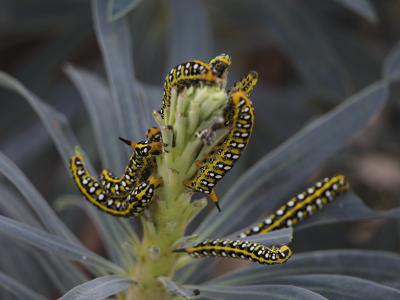 Sphinx de l'Euphorbe (Le) Hyles euphorbiae (Linnaeus, 1758)