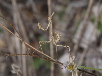 Empuse commune, Diablotin Empusa pennata (Thunberg, 1815)
