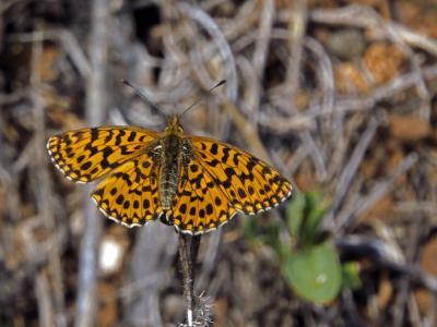 Petite Violette (La), Nacré violet (Le) Boloria dia (Linnaeus, 1767)