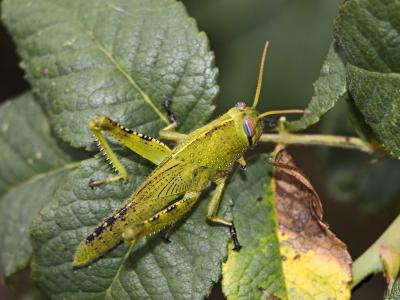 Criquet égyptien Anacridium aegyptium (Linnaeus, 1764)