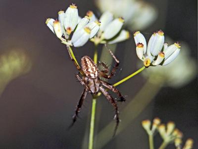 Épeire diadème Araneus diadematus Clerck, 1758
