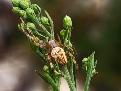 Épeire diadème Araneus diadematus Clerck, 1758