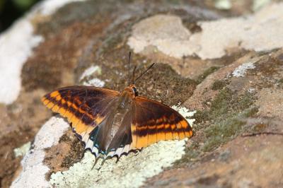 Nymphale de l'Arbousier (La), Jason (Le), Pacha à  Charaxes jasius (Linnaeus, 1767)