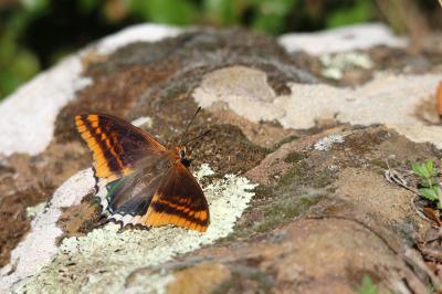 Nymphale de l'Arbousier (La), Jason (Le), Pacha à  Charaxes jasius (Linnaeus, 1767)