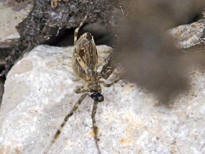 Ulobore de Walckenaer Uloborus walckenaerius Latreille, 1806