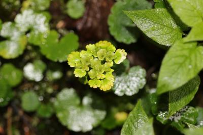 Dorine à feuilles alternes, Cresson de rocher, Cre Chrysosplenium alternifolium L., 1753