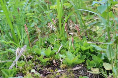 Petite pyrole Pyrola minor L., 1753