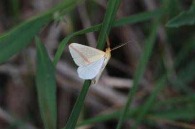 Phalène sacrée (La) Rhodometra sacraria (Linnaeus, 1767)