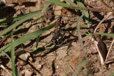  Prionyx kirbii (Vander Linden, 1827)