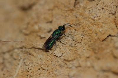 Guêpe-coucou Chrysididae Latreille, 1802