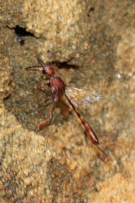  Gasteruption hastator (Fabricius, 1804)