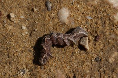 Collier blanc (Le) Acontia lucida (Hufnagel, 1766)