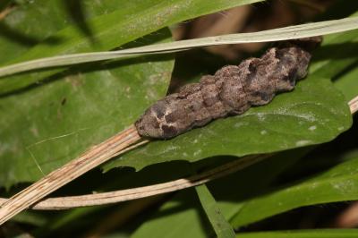 Collier blanc (Le) Acontia lucida (Hufnagel, 1766)