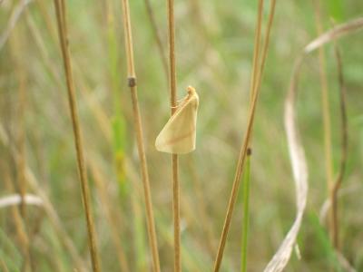 Phalène sacrée (La) Rhodometra sacraria (Linnaeus, 1767)