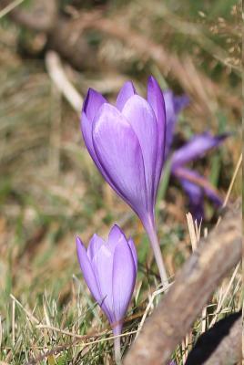 Crocus d'automne, Crocus à fleurs nues Crocus nudiflorus Sm., 1798