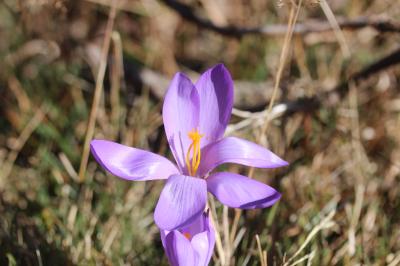 Crocus d'automne, Crocus à fleurs nues Crocus nudiflorus Sm., 1798