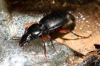  Pterostichus madidus (Fabricius, 1775)