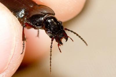  Pterostichus madidus (Fabricius, 1775)