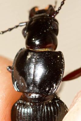  Pterostichus madidus (Fabricius, 1775)