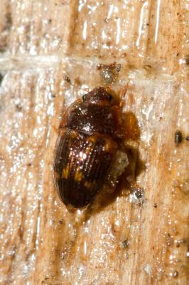  Stelidota geminata (Say, 1825)