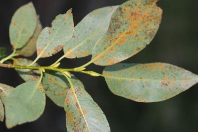 Saule à cinq étamines, Saule odorant Salix pentandra L., 1753