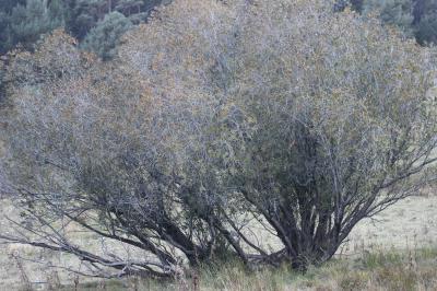 Saule à cinq étamines, Saule odorant Salix pentandra L., 1753