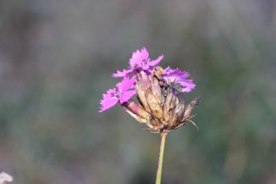 Oeillet des Chartreux Dianthus carthusianorum L., 1753