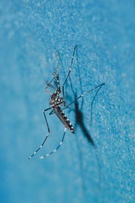 Moustique tigre Aedes albopictus (Skuse, 1894)