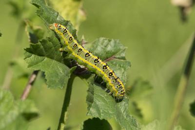 Xanthode de la Lavathère (La) Pardoxia graellsi (Feisthamel, 1837)