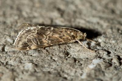  Hellula undalis (Fabricius, 1781)