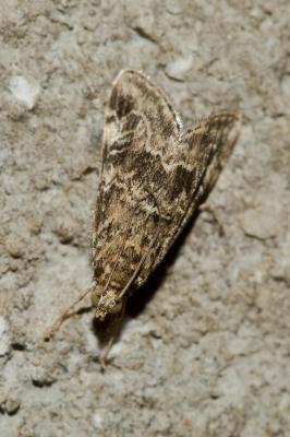  Hellula undalis (Fabricius, 1781)