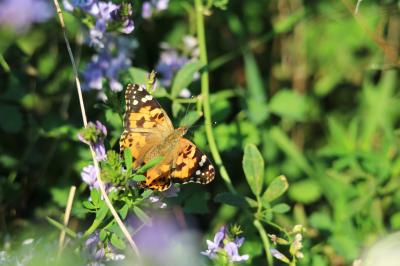 Vanesse des Chardons (La), Belle-Dame (La), Vaness Vanessa cardui (Linnaeus, 1758)