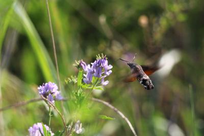 Moro-Sphinx (Le), Sphinx du Caille-Lait (Le) Macroglossum stellatarum (Linnaeus, 1758)