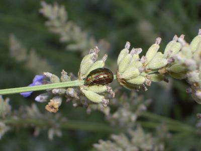 Chrysomèle du Romarin Chrysolina americana (Linnaeus, 1758)