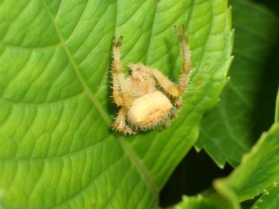  Araneus Clerck, 1758