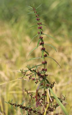 Ammannia écarlate Ammannia coccinea Rottb., 1773