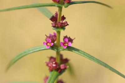 Ammannia écarlate Ammannia coccinea Rottb., 1773