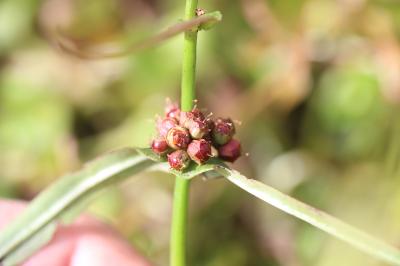 Ammannia écarlate Ammannia coccinea Rottb., 1773