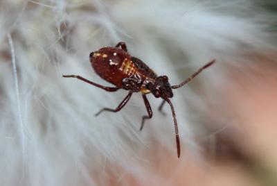  Liorhyssus hyalinus (Fabricius, 1794)