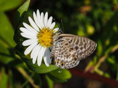 Azuré de la Luzerne (L'), Azuré de Lang (L'), Argu Leptotes pirithous (Linnaeus, 1767)