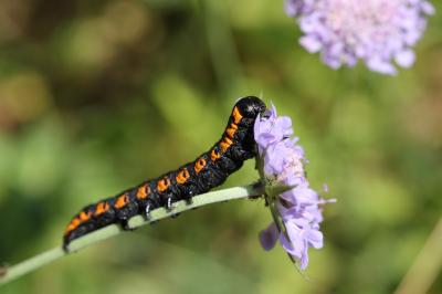 Cucullie lucifuge (La) Cucullia lucifuga (Denis & Schiffermüller, 1775)