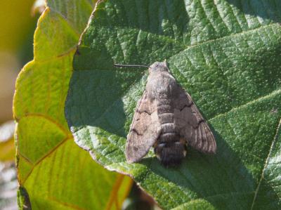 Moro-Sphinx (Le), Sphinx du Caille-Lait (Le) Macroglossum stellatarum (Linnaeus, 1758)