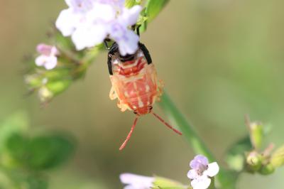  Carpocoris Kolenati, 1846