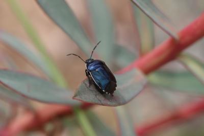  Canthophorus Mulsant & Rey, 1866