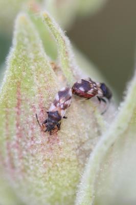  Macroplax fasciata (Herrich-Schäffer, 1835)