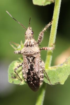  Coranus griseus (Rossi, 1790)